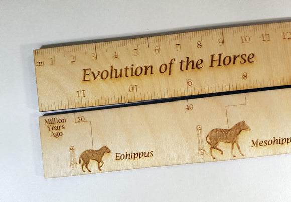 Timeline of Horse Evolution Ruler